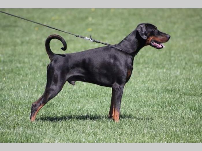 doberman štenci besplatni mali oglasi