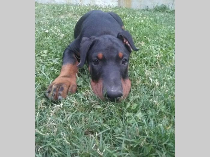 doberman štenci besplatni mali oglasi