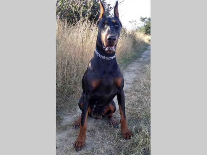 doberman štenci besplatni mali oglasi