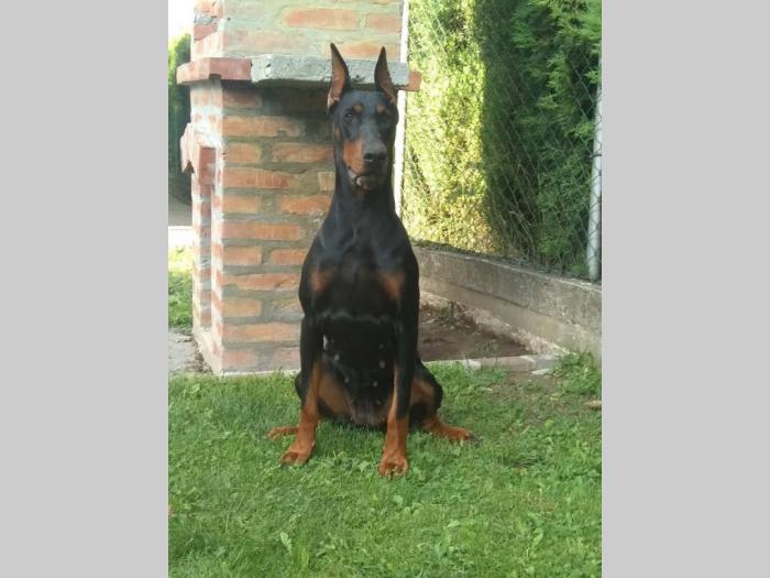doberman štenci besplatni mali oglasi