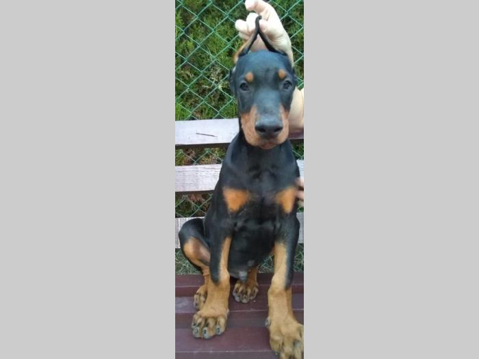 doberman štenci besplatni mali oglasi
