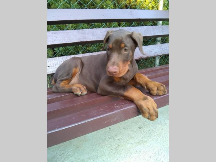 doberman štenci besplatni mali oglasi