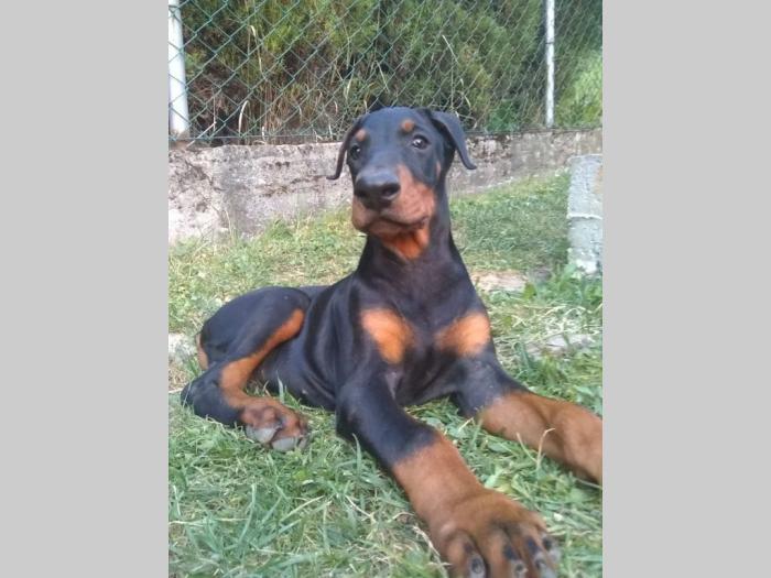 doberman štenci besplatni mali oglasi