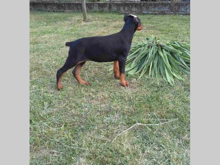 doberman štenci besplatni mali oglasi