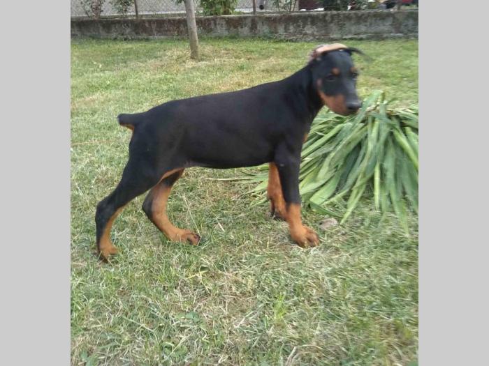 doberman štenci besplatni mali oglasi