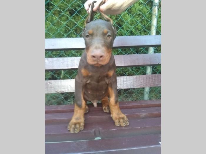 doberman štenci besplatni mali oglasi