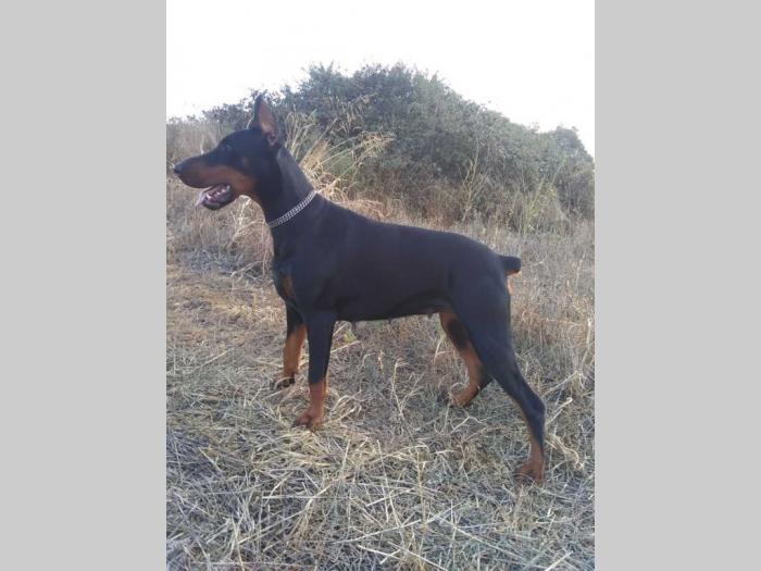 doberman štenci besplatni mali oglasi