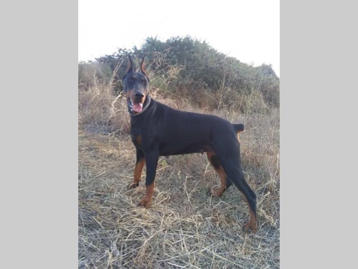 doberman štenci besplatni mali oglasi