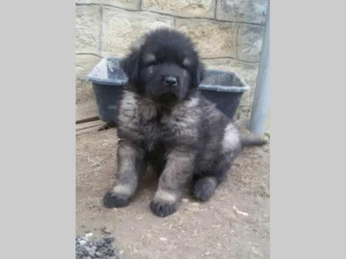 šarplaninac štenci i odrasli psi besplatni mali oglasi