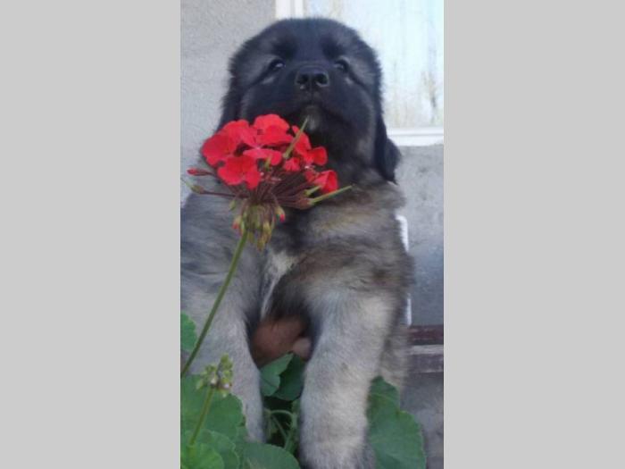šarplaninac štenci i odrasli psi besplatni mali oglasi