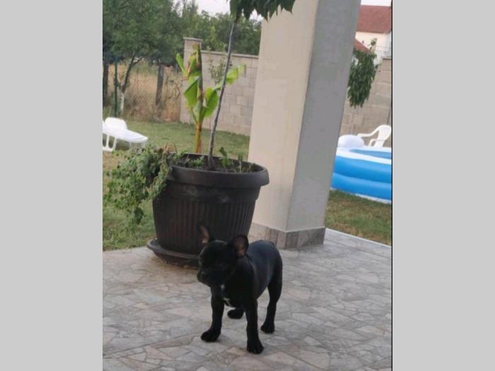 štenci francuskog buldoga besplatni mali oglasi