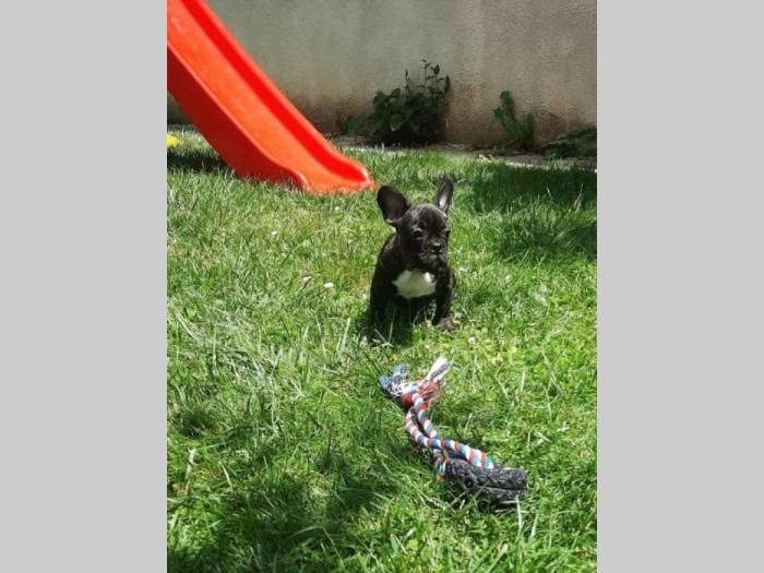 francuski buldog štenci besplatni mali oglasi