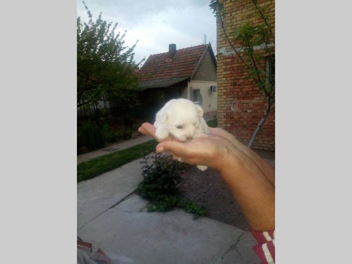 mini maltezer štenci besplatni mali oglasi