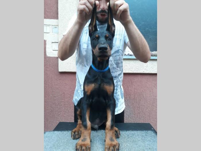 štenci dobermana besplatni mali oglasi