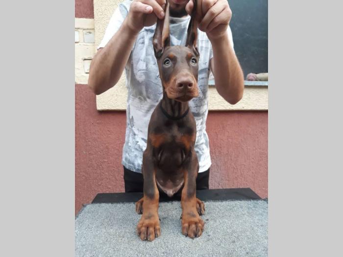 štenci dobermana besplatni mali oglasi