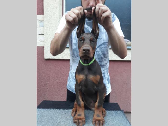 štenci dobermana besplatni mali oglasi