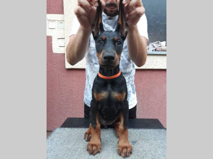 štenci dobermana besplatni mali oglasi