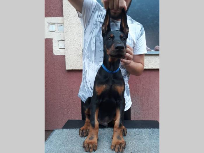 štenci dobermana besplatni mali oglasi