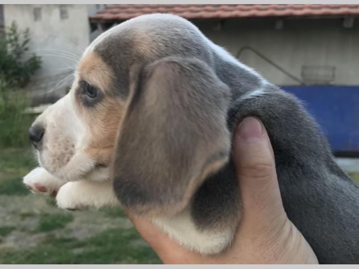 bigl mužjak besplatni mali oglasi