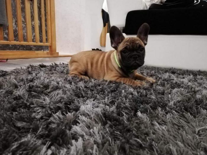 francuski buldog štenci besplatni mali oglasi