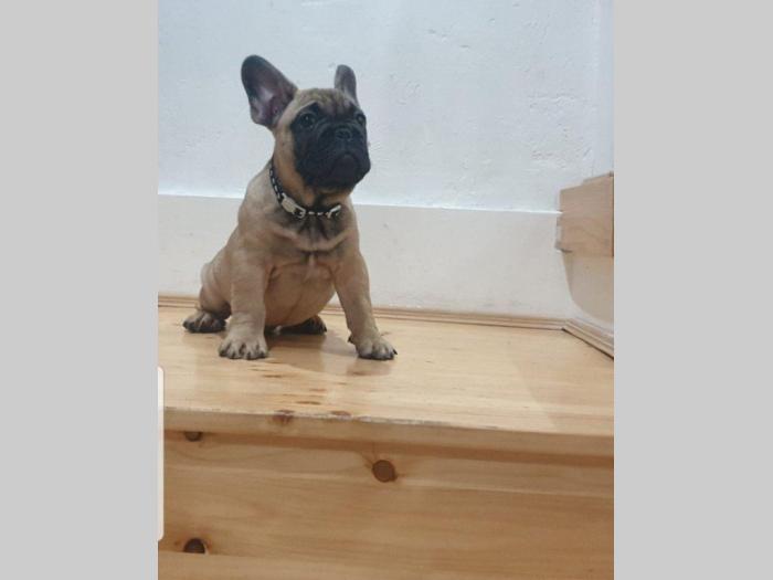 francuski buldog štenci besplatni mali oglasi