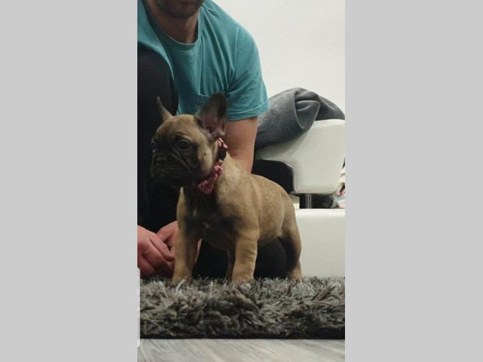 francuski buldog štenci besplatni mali oglasi