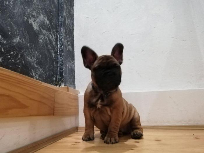 francuski buldog štenci besplatni mali oglasi