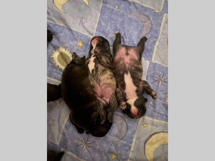 francuski buldog štenci i mužjak stene akite besplatni mali oglasi