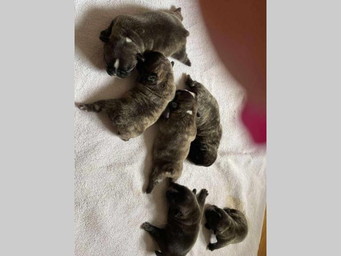 francuski buldog štenci i mužjak stene akite besplatni mali oglasi