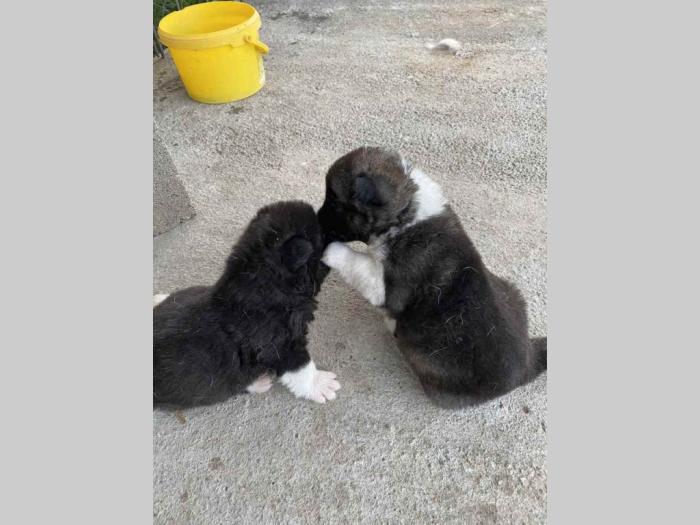 francuski buldog štenci i mužjak stene akite besplatni mali oglasi