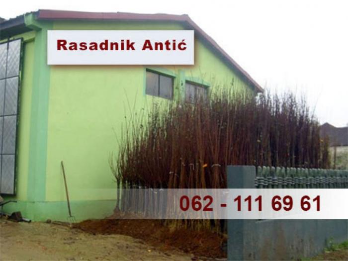 rezervacija i prodaja voćnih sadnica jesen 2021 besplatni mali oglasi