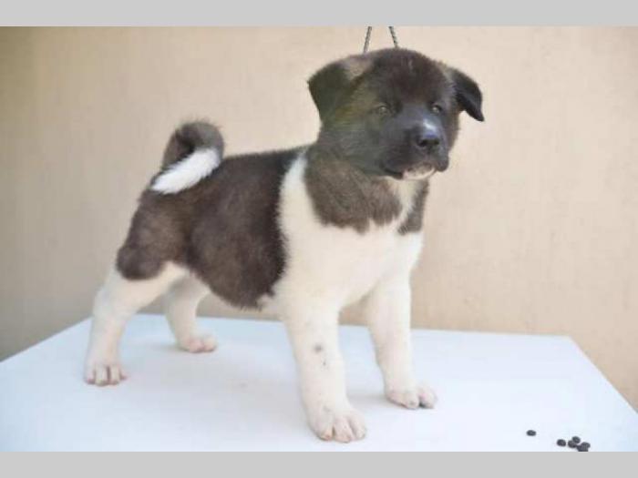američka akita štenci besplatni mali oglasi