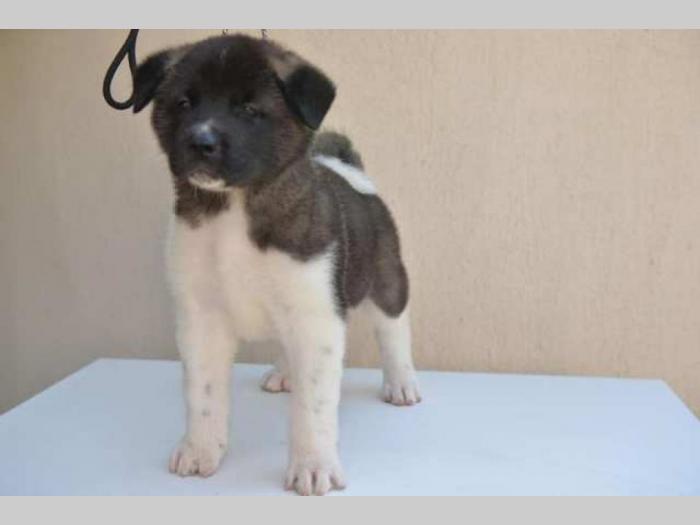 američka akita štenci besplatni mali oglasi