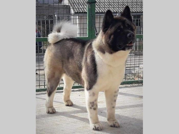 američka akita štenci besplatni mali oglasi