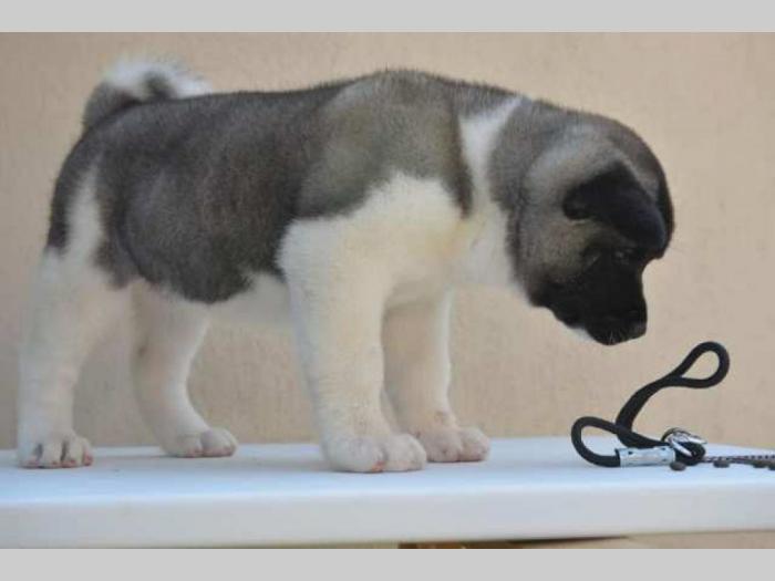 američka akita štenci besplatni mali oglasi
