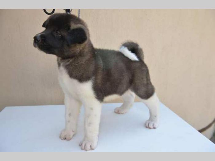 američka akita štenci besplatni mali oglasi