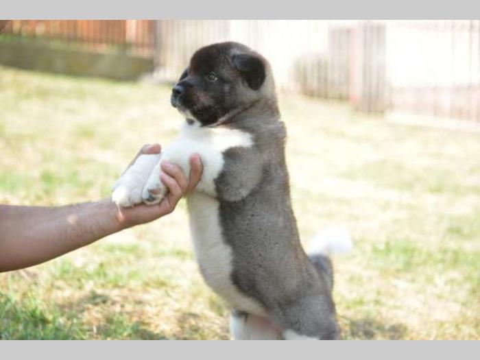 američka akita štenci besplatni mali oglasi