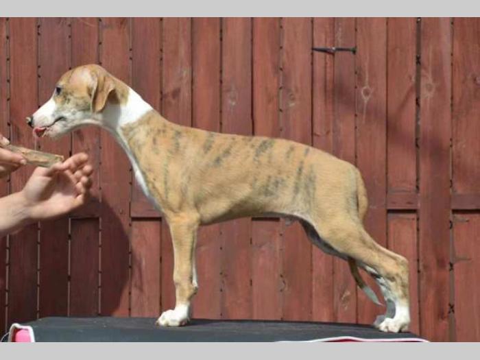 mali engleski hrt whippet štenci besplatni mali oglasi
