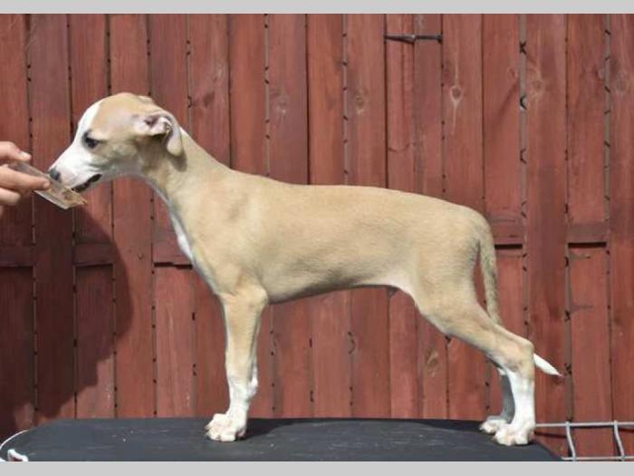 mali engleski hrt whippet štenci besplatni mali oglasi