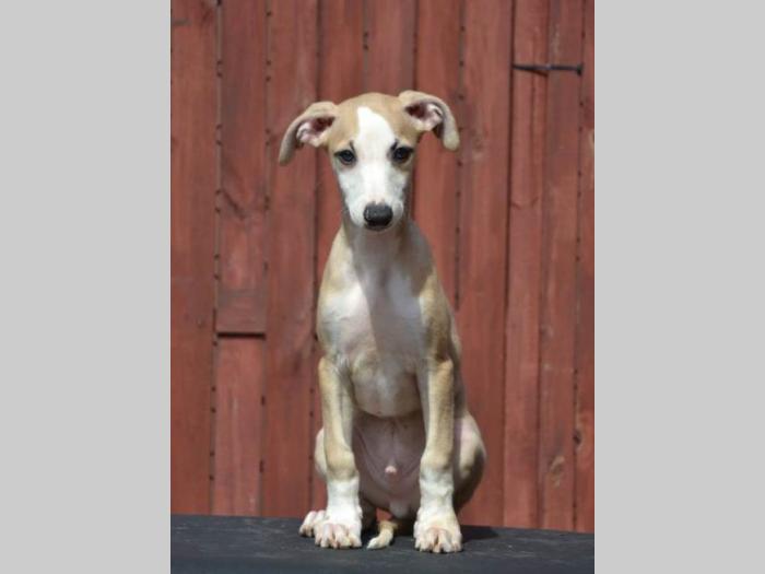 mali engleski hrt whippet štenci besplatni mali oglasi