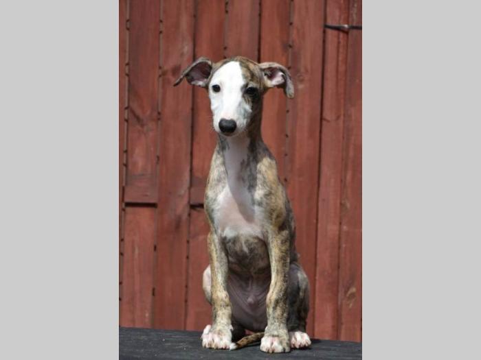 mali engleski hrt whippet štenci besplatni mali oglasi
