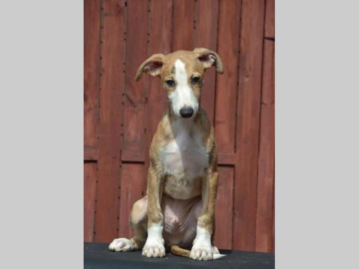 mali engleski hrt whippet štenci besplatni mali oglasi