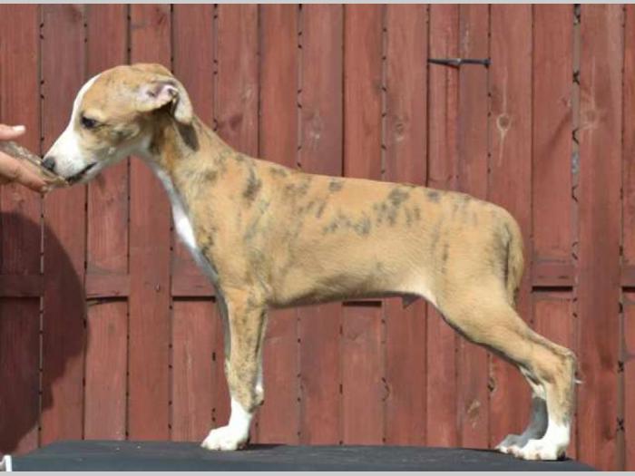 mali engleski hrt whippet štenci besplatni mali oglasi