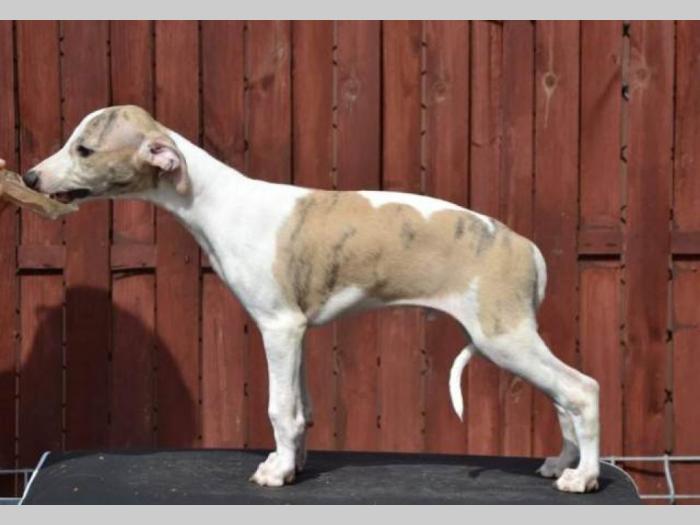 mali engleski hrt whippet štenci besplatni mali oglasi