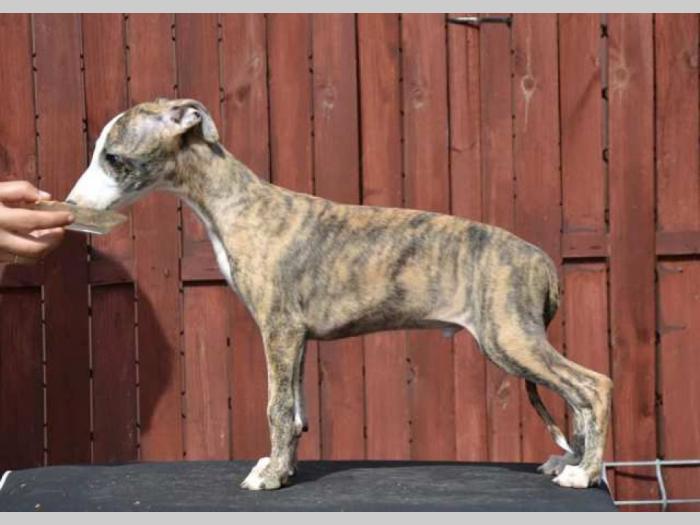 mali engleski hrt whippet štenci besplatni mali oglasi