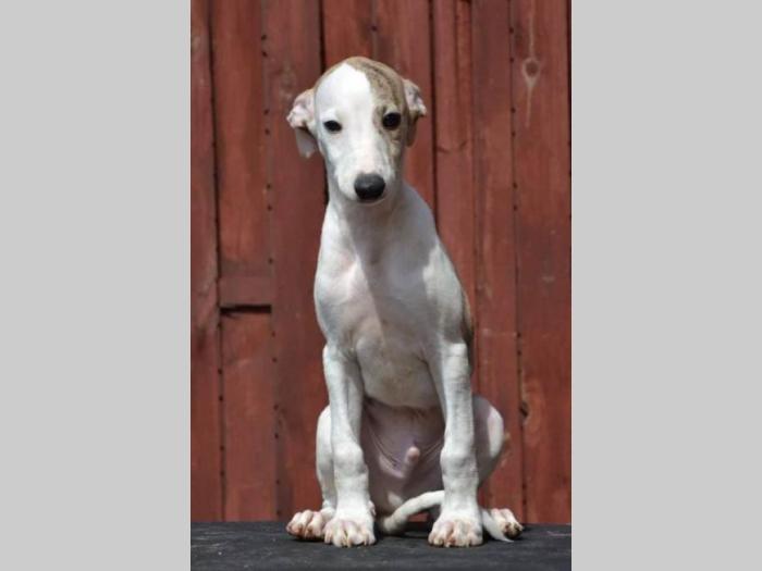 mali engleski hrt whippet štenci besplatni mali oglasi