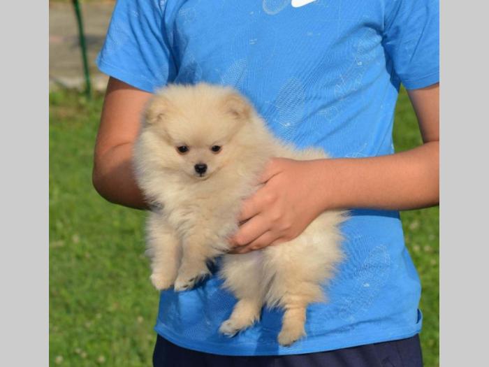 pomeranski špic štene izuzetna ženka besplatni mali oglasi