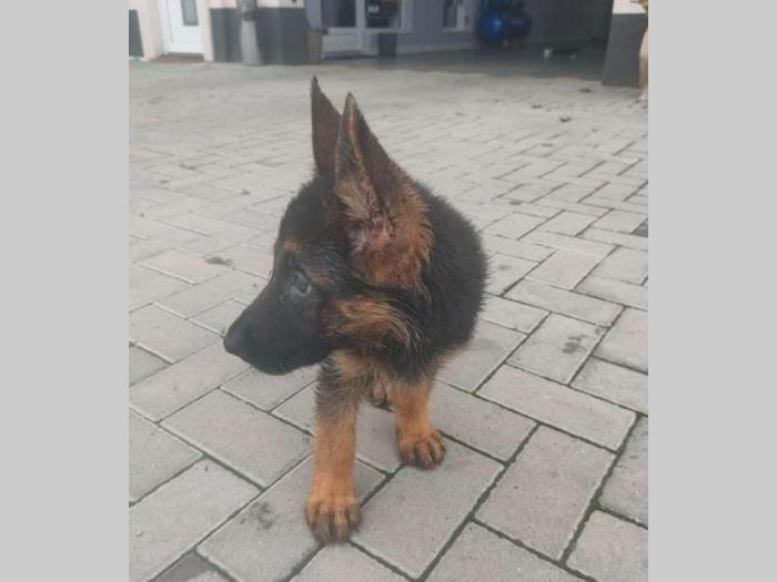 nemački ovčar, muško štene besplatni mali oglasi