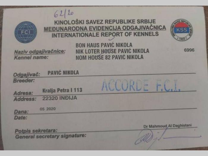 nemački ovčar, muško štene besplatni mali oglasi