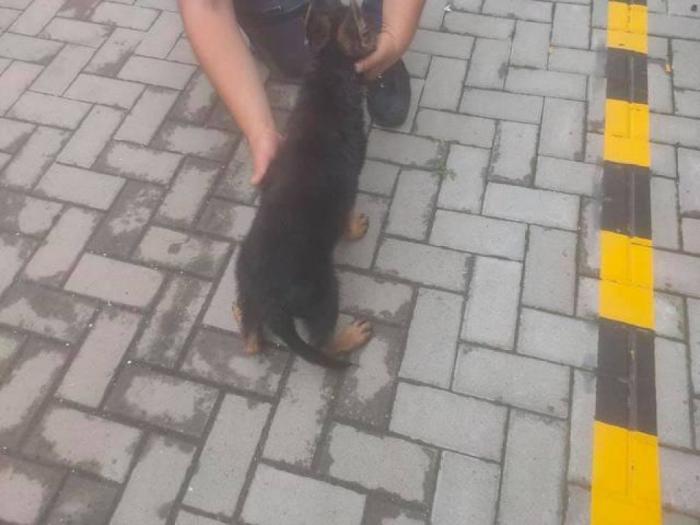 nemački ovčar, muško štene besplatni mali oglasi